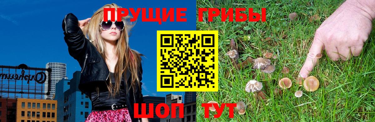 Зеленогорск  Галлюциногенные грибы Magic Shrooms  Вход с VPN  Псилоцибиновые грибы Psilocybe 